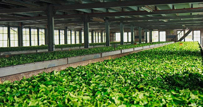 Tea manufacturing - ATE Group